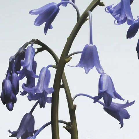 Wild Bluebell Body Crème